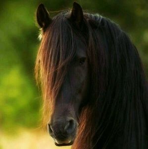 Meet your Posher, Chelsea